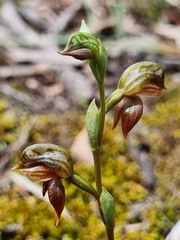 Pterostylis squamata