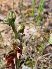 Pterostylis squamata