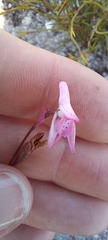 Disa inflexa