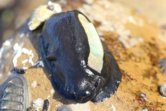 Scutus antipodes