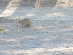 Paraxerus cepapi maunensis