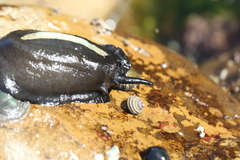 Scutus antipodes