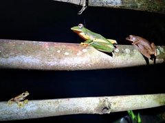 Rhacophorus lateralis