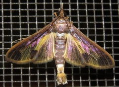 Cryptographis nitidalis