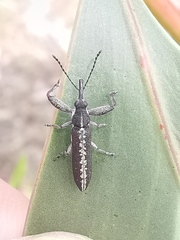 Rhinotia