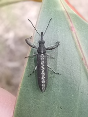 Rhinotia