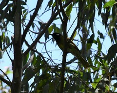 Nesoptilotis leucotis