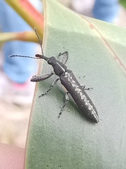 Rhinotia