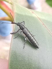 Rhinotia