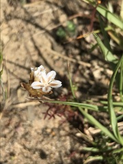 Ursinia