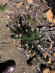 Pimelea nivea