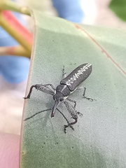 Rhinotia