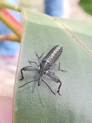 Rhinotia