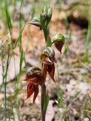 Pterostylis squamata