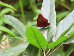 Abisara