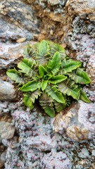 Plantago triandra