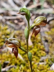 Pterostylis squamata