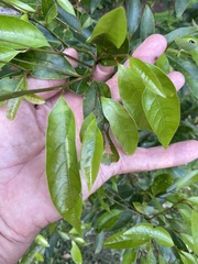 Cryptocarya glaucescens