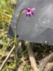 Arthropodium minus