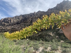 Agave utahensis