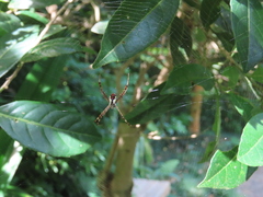 Argiope perforata