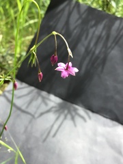 Arthropodium minus
