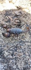 Opistophthalmus