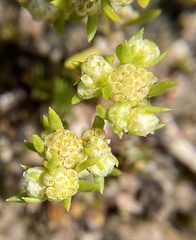 Siloxerus multiflorus