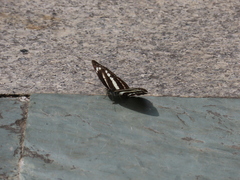 Neptis