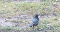 Quiscalus mexicanus