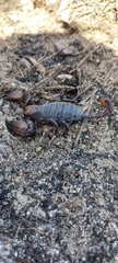 Opistophthalmus