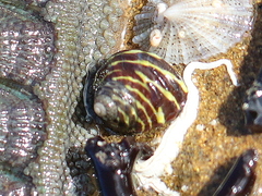 Austrocochlea porcata