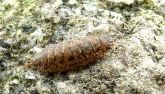 Porcellionides cingendus