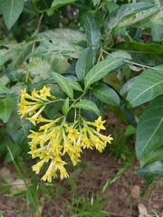 Cestrum nocturnum