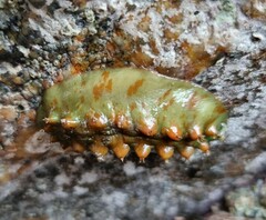 Cryptoconchus porosus