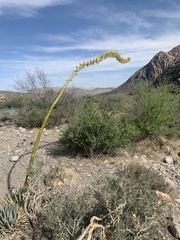 Agave utahensis