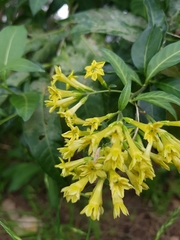 Cestrum nocturnum