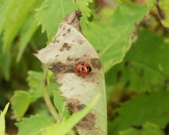 Coccinella quinquepunctata