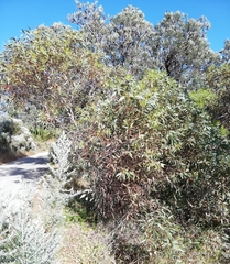 Eucalyptus petrensis