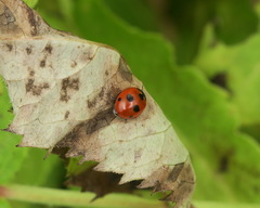 Coccinella quinquepunctata