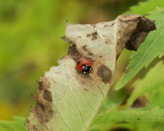 Coccinella quinquepunctata