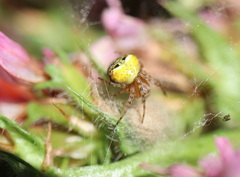 Araneus albotriangulus