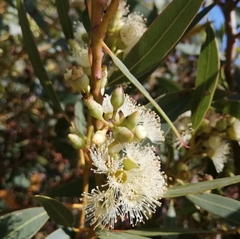Eucalyptus petrensis