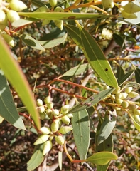 Eucalyptus petrensis