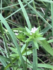 Sherardia arvensis