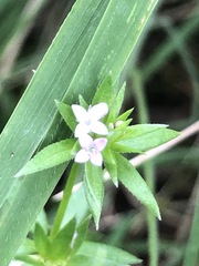Sherardia arvensis