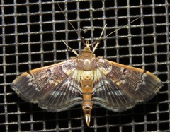 Salbia cassidalis