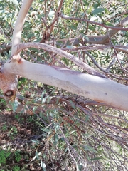 Eucalyptus petrensis