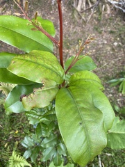 Mischocarpus pyriformis