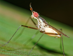 Telostylinus gressitti